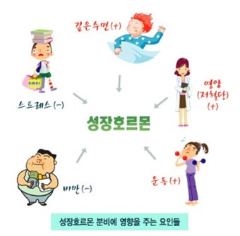 성장호르몬과 성호르몬 - 키성장전문센터 키네스 부산본원 [부산성장클리닉]