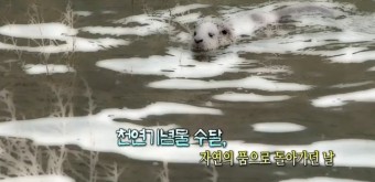 천연기념물 수달 - 제330호 멸종위기 1급 [동영상]