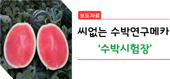 씨 없는 수박연구 메카 ‘ 수박시험장’ / 씨없는 수박 / 씨없는 수박 만드는 법