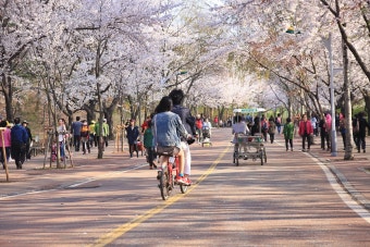 인천대공원 벚꽃축제  (나이트 스케이프,여사모