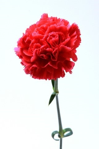 ?src=http%3A%2F%2Fblogfiles.naver.net%2F20130508_93%2Fgodoenv2002_1367982227281jT877_JPEG%2FIMG_0036_charlone.jpg&type=sc960_832