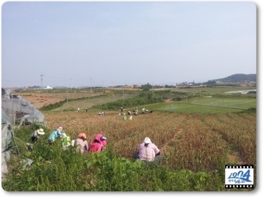 목포시 부흥동사무소 농촌 일손 돕기 추진 | 블로그