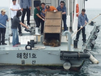 치료 마친 천연기념물 331호 ‘점박이물범’, 자연 품으로 돌려보내...