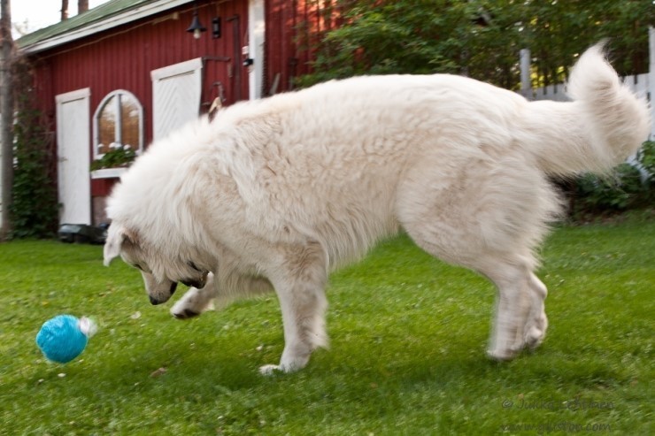 강아지의 종류 | 커다란 개 피레니안 마운틴 도그 Pyrenean Mountain Dog | 프랑스 | 대형견