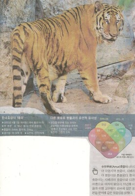 한국 호랑이 태극이 | 블로그