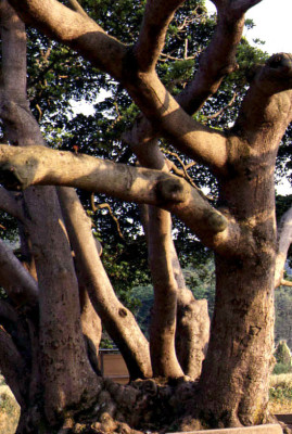 천연기념물/남해 창선도 왕후박나무(제299호) | 블로그