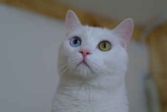 재해가 일어날 경우 : 고양이와 함께 대피하는 방법