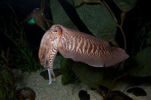 “바다의 카멜레온”으로 불리는 갑오징어의 체색변화의 비밀 풀렸다 | 블로그