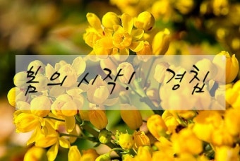 경칩뜻 경칩개구리