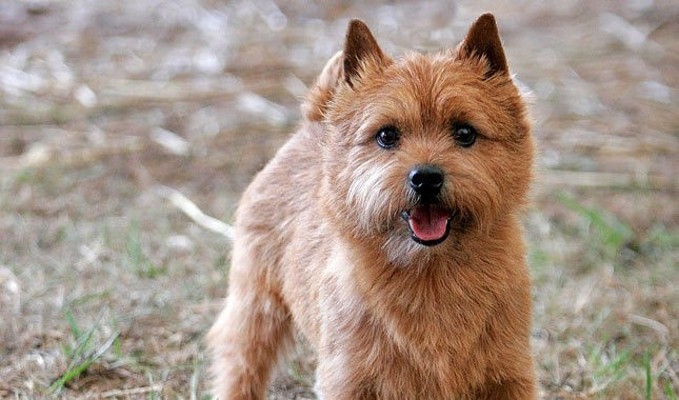 [강아지종류] 노르위치 테리어 Norwich Terrier | 블로그