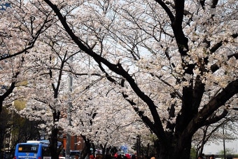 [서울] 여의도벚꽃축제(봄꽃), 벚꽃... (여의나루역~당산역)