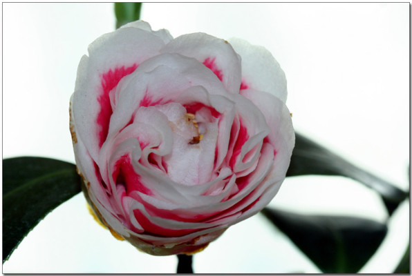 동백꽃(룩어웨이) | 블로그