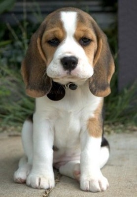 3대악마견 중 대장강아지!! 악마견 비글(beagle)에 대하여~ | 블로그