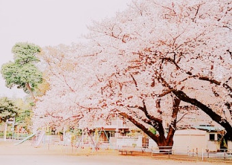 벚꽃