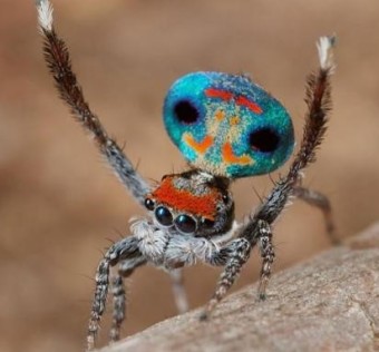 세계에서 가장 아름다운 거미 - 공작거미