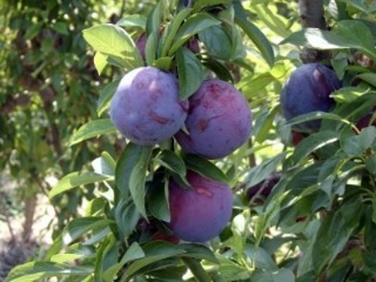 [대림묘목농원]푸룬,푸룬효능,푸룬열매,푸룬재배방법,서양자두,서양자두효능 | 블로그