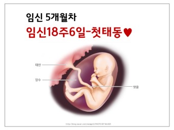 임신5개월차::임신18주6일 드디어 첫 태동을 느끼다