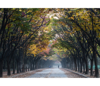 인천대공원 새벽안개 꿈길