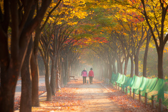 [인천] 인천대공원 /가을을 만나기 좋은곳 / 가로수에 가을빛이 좋은날