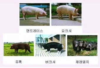 국내 사육돼는 돼지종류. 재래돼지,듀록,요크셔,버크셔,랜드렌이스 등등 (주)21세기축산 홍도야지 중부지사