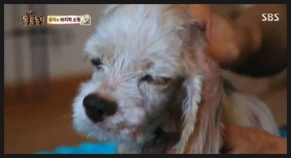김장훈의 저격 발언으로 불붙은 방송인 간 대립, TV동물농장 속 까마귀 공격과 반려동물 안전 이슈로 확산