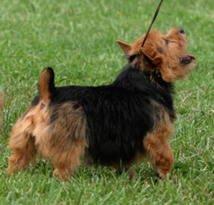 노리치 테리어(Norwich Terrier)  | 블로그