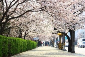 4월봄꽃축제추천 군산한의원_여의도벚꽃축제 영등포여의도봄꽃축제
