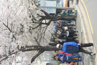 2015 여의도 봄꽃축제 화려한 개막, 행사일정