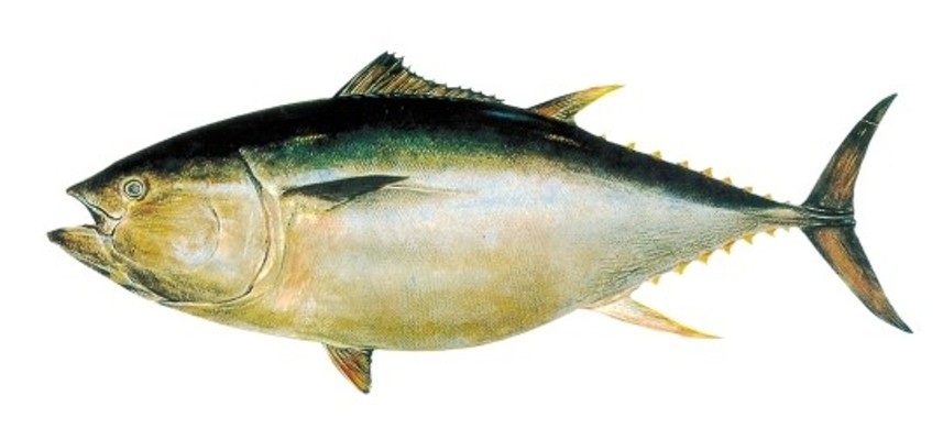 참다랑어 특징, '바다의 쇠고기' | 블로그