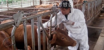 전라북도, 소 구제역 백신 일제접종 실시