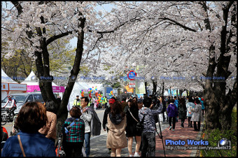 제11회 영등포 여의도 봄꽃축제 - 행사사진촬영 포토웍스(Photoworks)