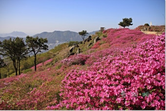 [부산진구] 부산 당감 / 백양산 애진봉 철쭉 군락지