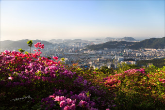백양산의 철쭉, 부산 가볼만한곳, 봄에 가볼만한곳, 철쭉축제