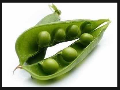 콩깍지 이미지