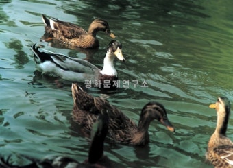 북한 천연기념물, 광포, 사철오리, 천연기념물, 북한