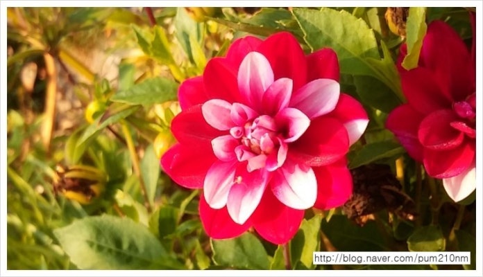  가을에 더욱 곱고 화려하게 피는 다알리아꽃, 꽃말. | 블로그