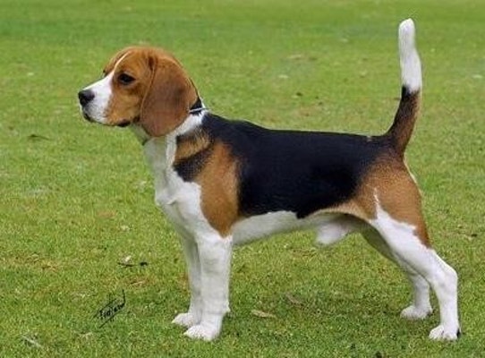 3대犬王 비글이라네용 위글위글위글??노노 ~! | 블로그