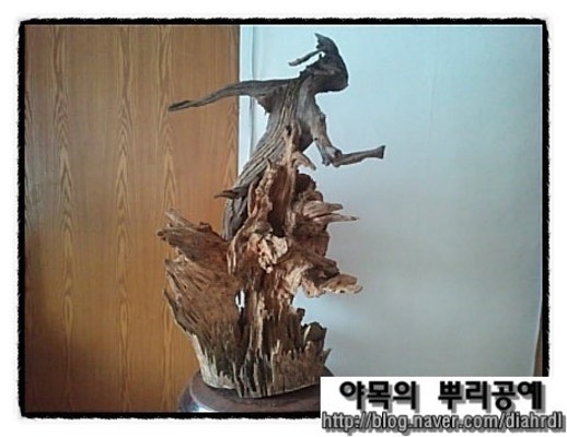 사람 모양의 고주박 | 블로그