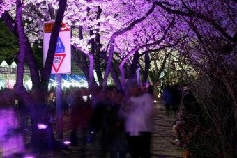 여의도 봄꽃축제, 봄을 맞이하는 시민들