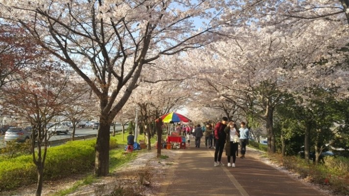 부산 구포길 삼락공원 벚꽃길 좋다  | 블로그