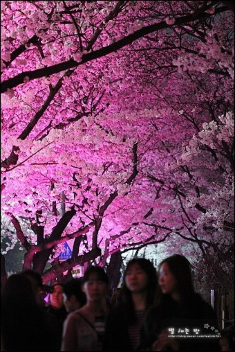 여의도 벚꽃축제, 서울 벚꽃 명소, 영등포 여의도 봄꽃축제