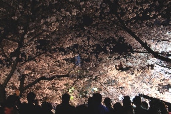 [울산] 무거천 벚꽃을 보러 갔다