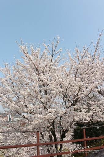 20대 국회의원 선거 투표하고 오는 길  벚꽃구경~