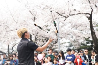 여의도 봄꽃 축제 : 벚꽃 나들이