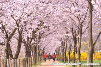 인천대공원 벚꽃축제/인천대공원 벚꽃길/인천벚꽃길가볼만한 곳