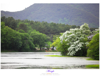 [밀양가볼만한곳/경남밀양출사지] 새하얀 이팝나무가 만개한 밀양 위양지의 봄 풍경을 만나다.