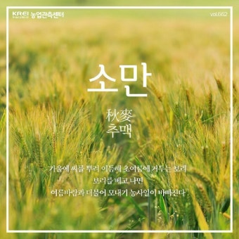 소만(小滿)과 보릿고개  - 만물(萬物)이 점차 성장(成長)하여 가득찬다는 의미(意味)
