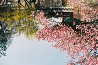 봄의 빛좋았던 창덕궁 필름사진
