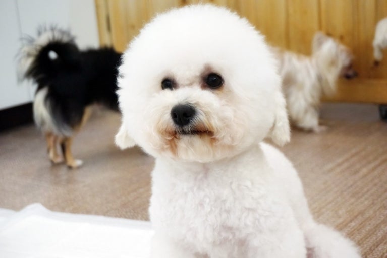 치푸 이미지