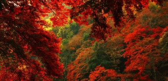 가을풍경사진 멋지게 작품만들기